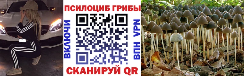 Галлюциногенные грибы Psilocybine cubensis  Купить где  Пыть-Ях 